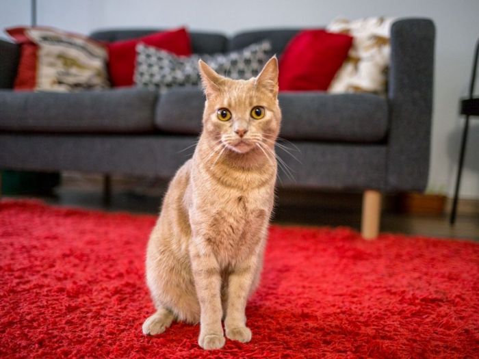 Archisio - Barbara Malavasi - Progetto Casa luna