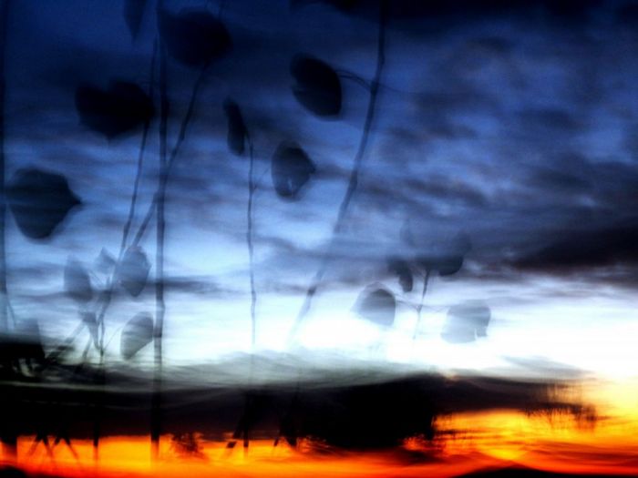 Archisio - Testadilegno - Progetto Foto