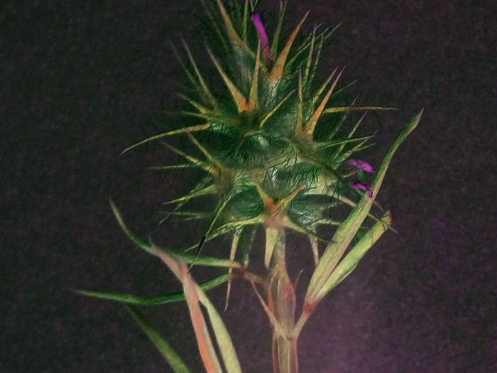 Archisio - Gianluca Vetrugno Meltem Kosan the Art Of The Negative - Artisti - Progetto Galleria 1 fotografie astratte