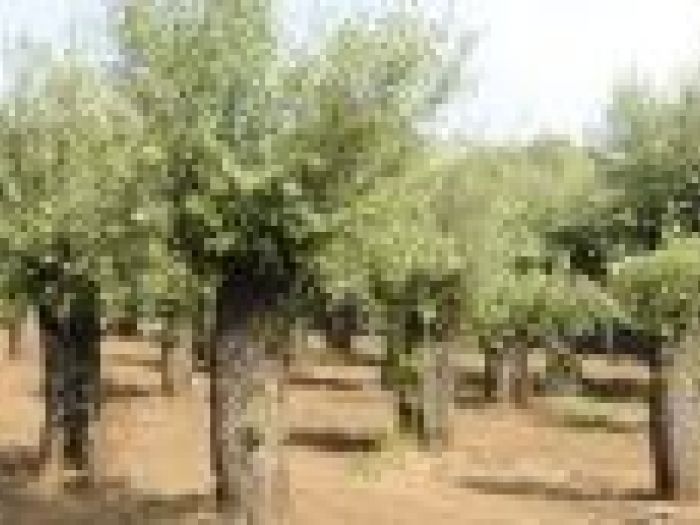 Archisio - Piante Macri - Progetto Serre di produzione