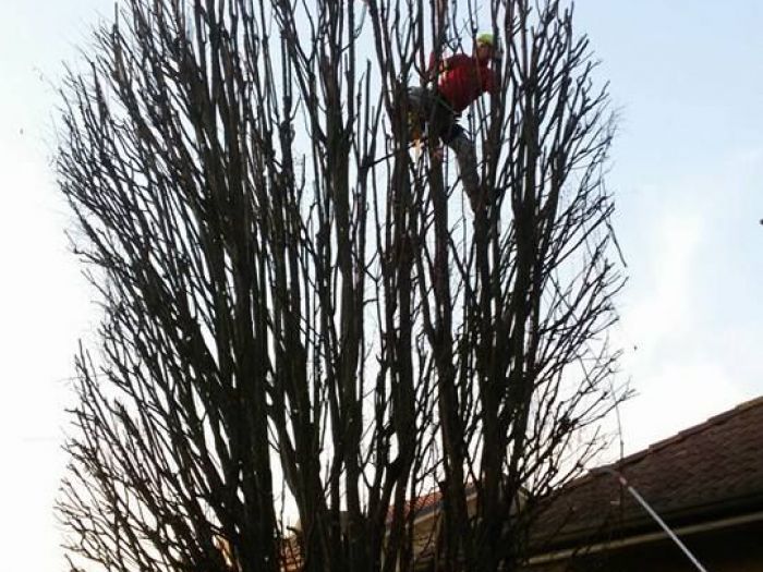 Archisio - I Giardini Dei Tudor - Progetto Potature e tagliamento di alberi