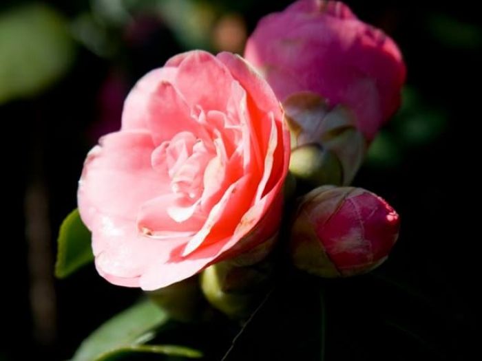 Archisio - Vivai Cantatore - Progetto Piante