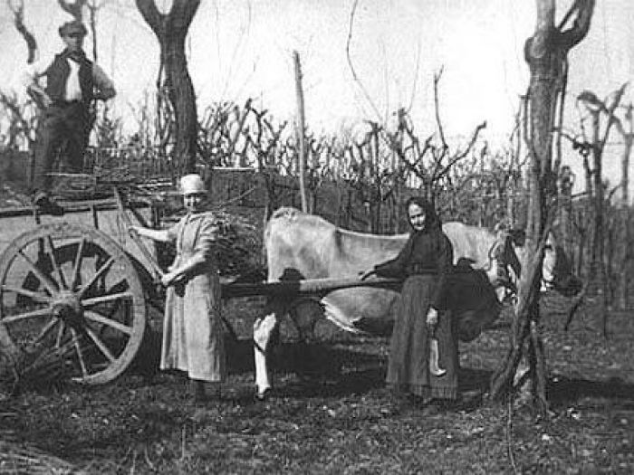 Archisio - Studio Di Agronomia E Architettura Del Paesaggio - Progetto Catasto campagnolo del comune di candelo