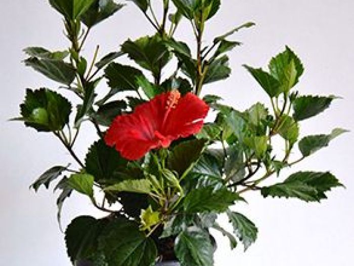 Archisio - Vivai Cantatore - Progetto Piante