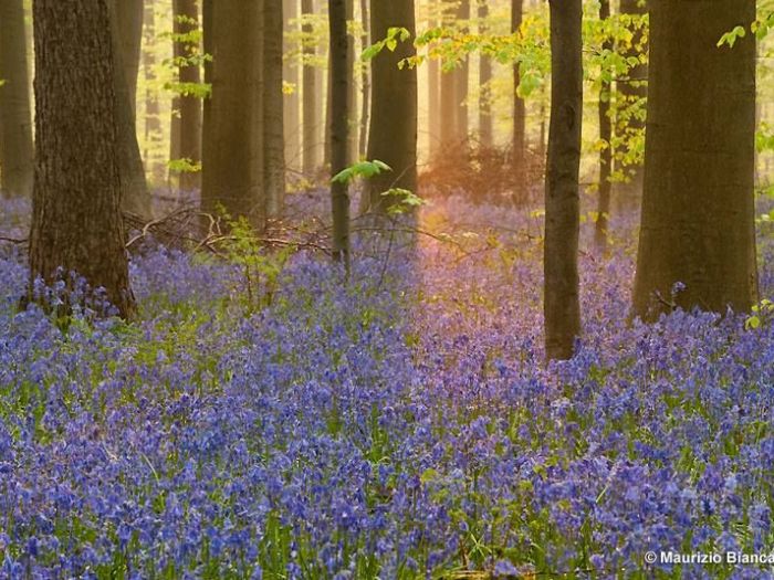 Archisio - Vivai Cantatore - Progetto Piante