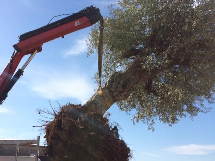 Archisio - Service Garden - Progetto Manutenzione verde