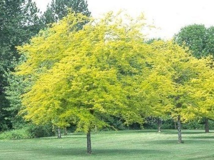 Archisio - Stefano Siboni - Progetto Giardinaggio