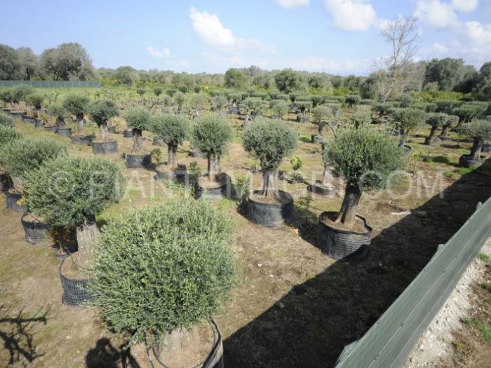 Archisio - Piante Macri - Progetto Il vivaio