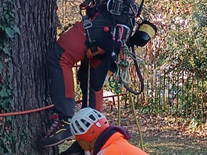 Archisio - Asa Giardini - Progetto Potatura cedro
