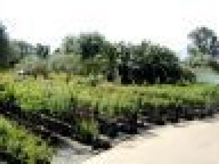 Archisio - Piante Macri - Progetto Il vivaio