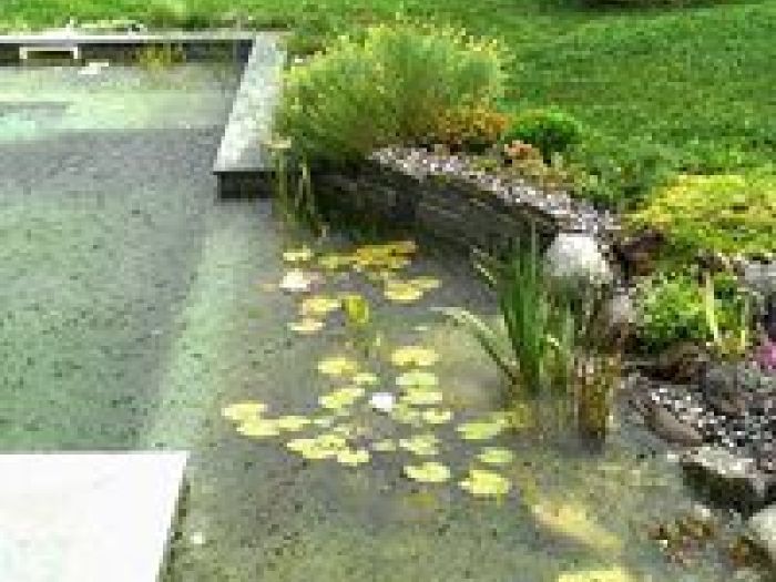 Archisio - Arqtropa Studio - Progetto Piscine naturali e vegetazione acquatica