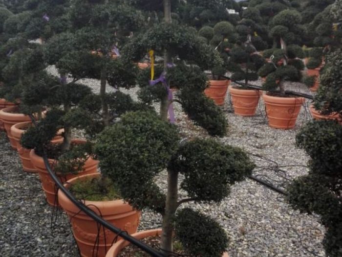 Archisio - Verdein Ss - Progetto Macro bonsai da giardino