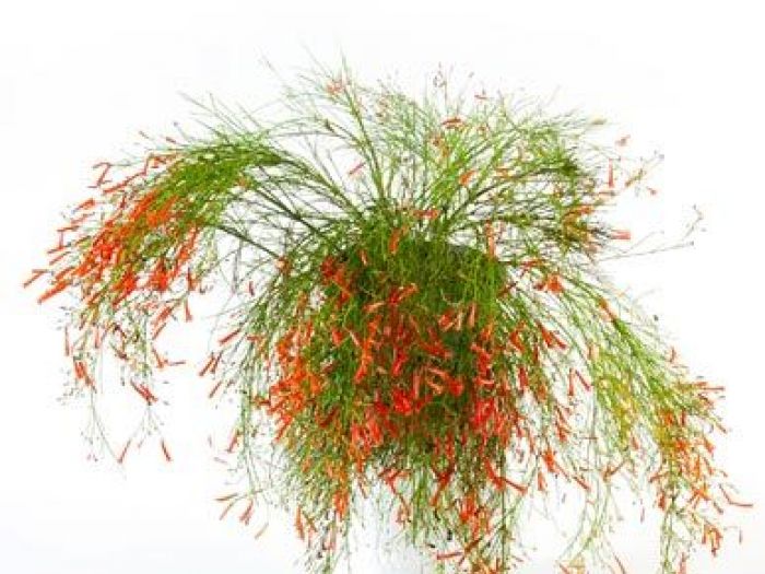 Archisio - Vivai Cantatore - Progetto Piante