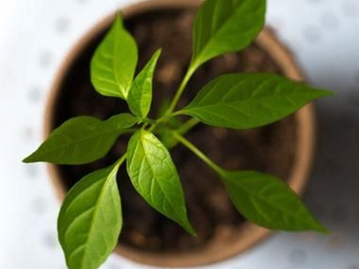 Archisio - Regenesi - Progetto Accessori ufficio