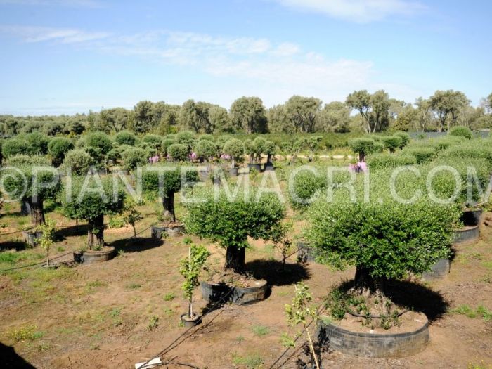 Archisio - Piante Macri - Progetto Serre di produzione