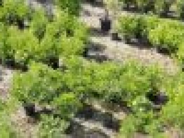 Archisio - Piante Macri - Progetto Serre di produzione