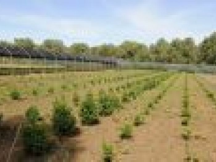 Archisio - Piante Macri - Progetto Serre di produzione