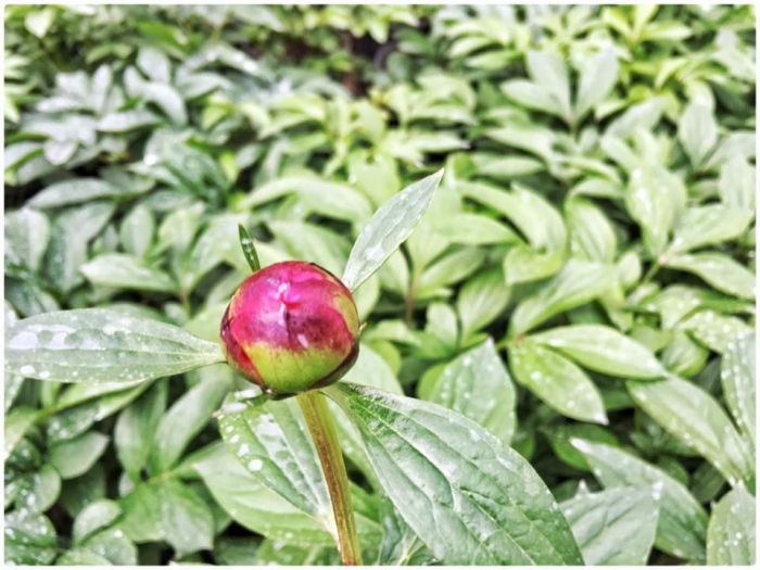 Archisio - Vivai Cantatore - Progetto Piante