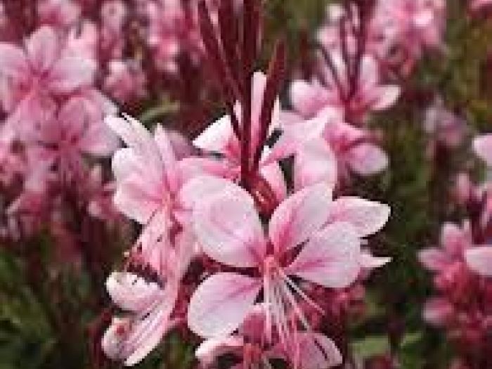 Archisio - Vivai Cantatore - Progetto Piante