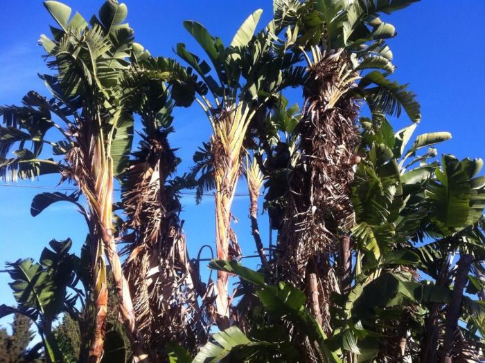 Archisio - Service Garden - Progetto Manutenzione verde