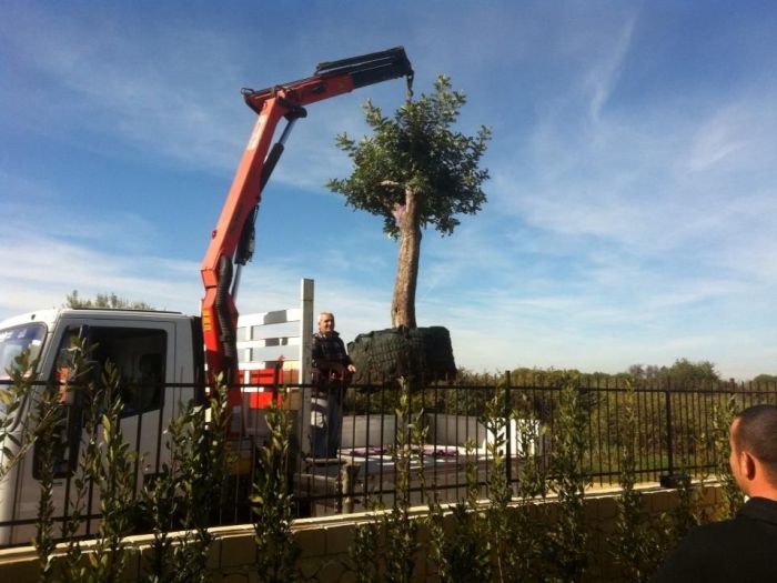 Archisio - Service Garden - Progetto Manutenzione verde