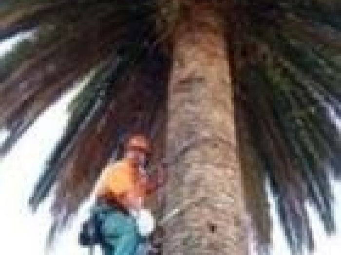 Archisio - Vertical Service - Progetto Potatura arbusti