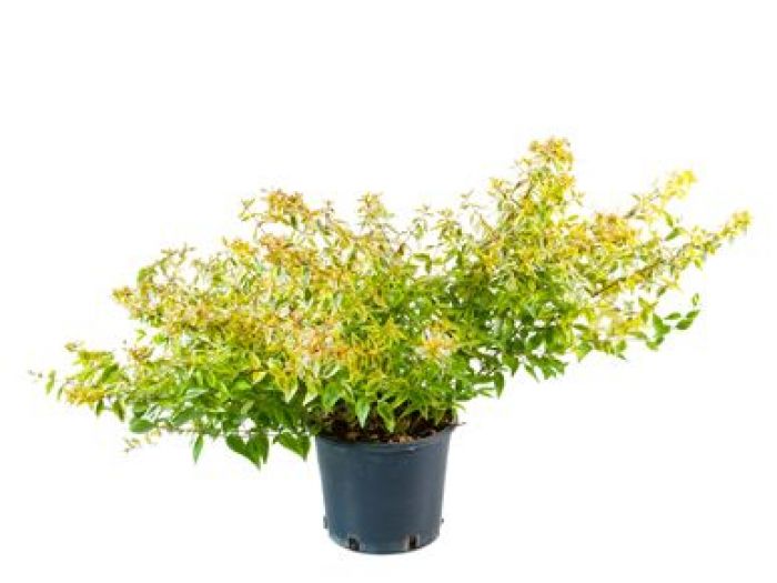 Archisio - Vivai Cantatore - Progetto Piante