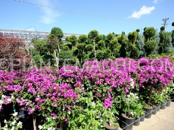 Archisio - Piante Macri - Progetto Il vivaio