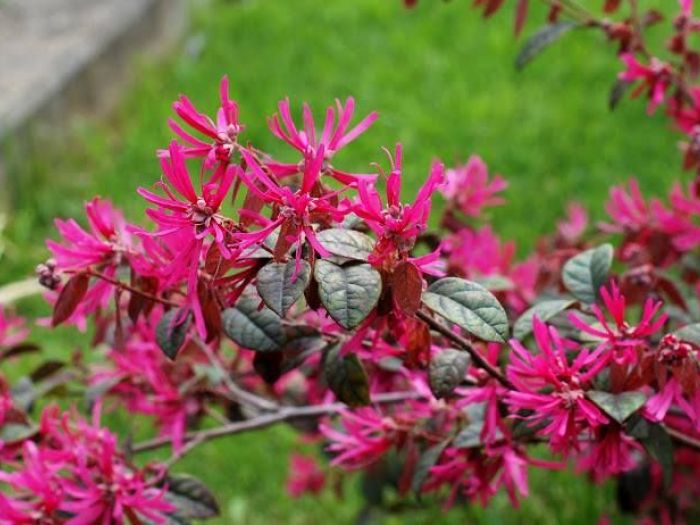 Archisio - Vivai Cantatore - Progetto Piante