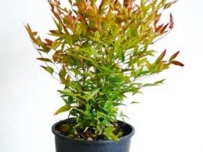 Archisio - Vivai Cantatore - Progetto Piante