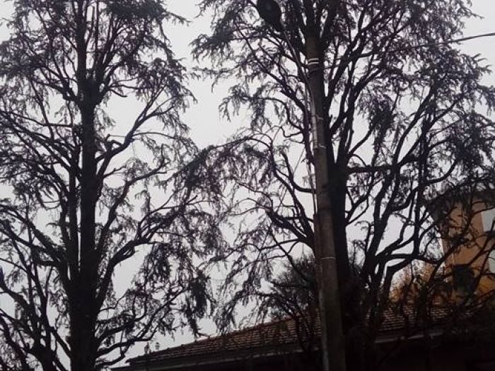 Archisio - I Giardini Dei Tudor - Progetto Tree climbing