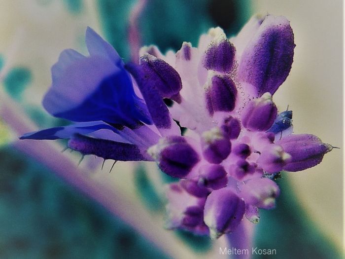 Archisio - Gianluca Vetrugno Meltem Kosan the Art Of The Negative - Artisti - Progetto Galleria 1 fotografie astratte