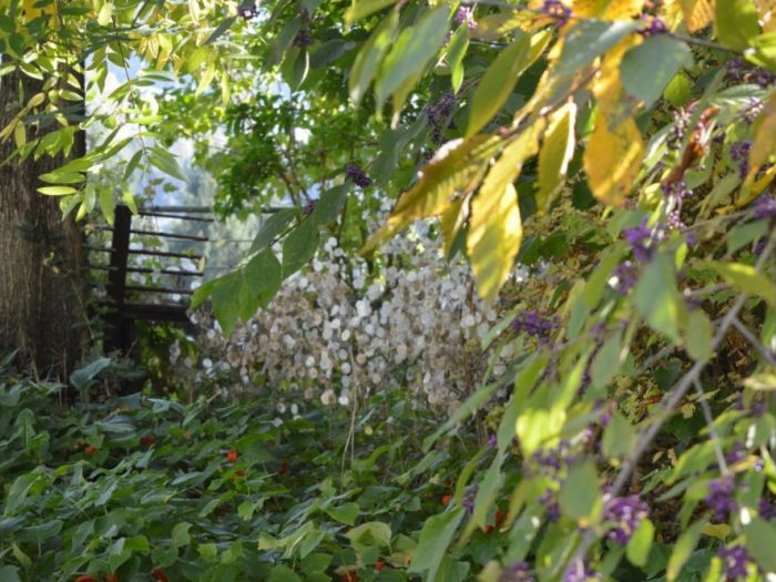 Archisio - Luca Docci - Progetto Giardino naturale