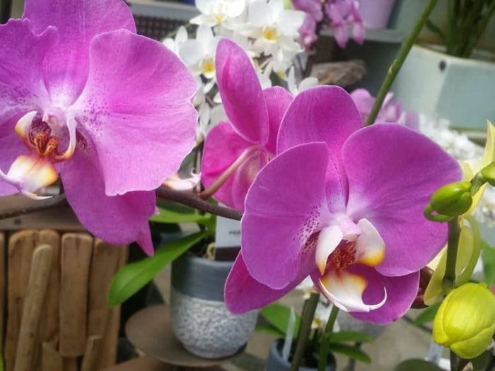 Archisio - Massarroni - Vivai Piante - Garden - Progetto Vivai e piante