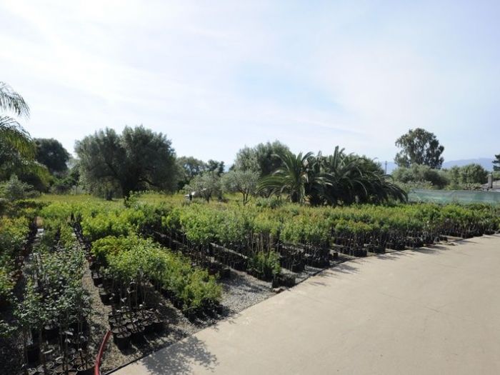 Archisio - Piante Macri - Progetto Il vivaio