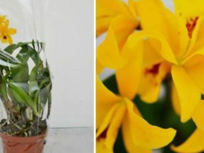 Archisio - Floricoltura Auricchio - Progetto Fiori