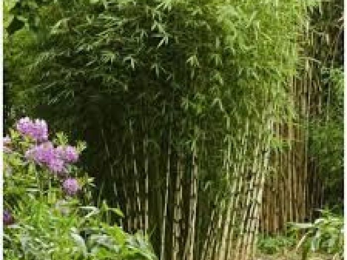 Archisio - Giardiniere Di Verdecchia Danilo - Progetto I nostri lavori