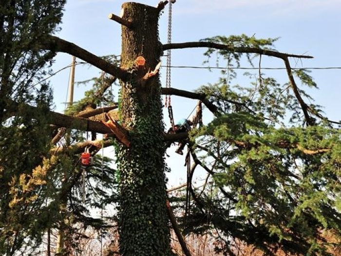Archisio - Il Dottore Del Verde Di Bruno Barnaba - Progetto Abbattimento cedro monumento sisma 1976