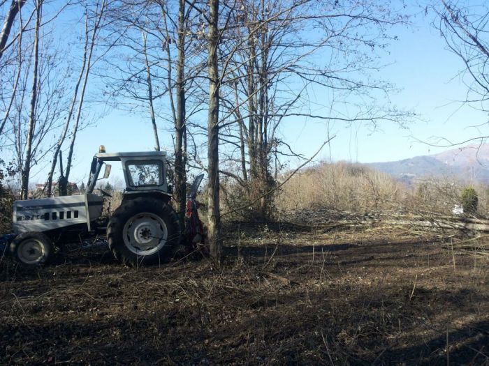 Archisio - Il Dottore Del Verde Di Bruno Barnaba - Progetto Utilizzazioni boschive