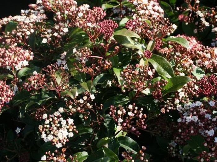 Archisio - Vivai Cantatore - Progetto Piante