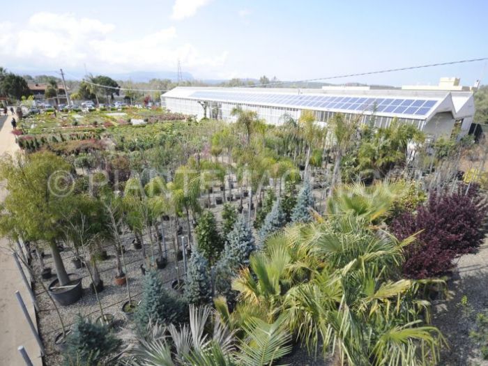 Archisio - Piante Macri - Progetto Il vivaio