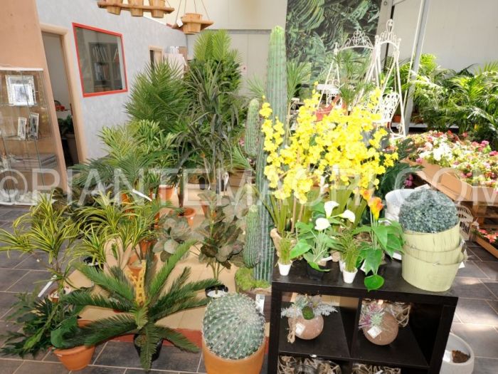 Archisio - Piante Macri - Progetto Il garden