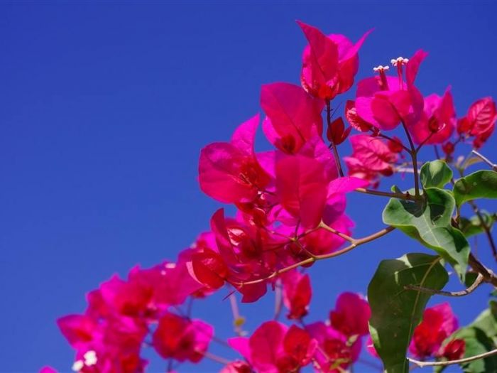 Archisio - Vivai Cantatore - Progetto Piante