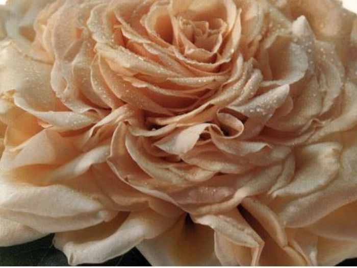 Archisio - Rattiflora - Progetto Matrimonio bouquet