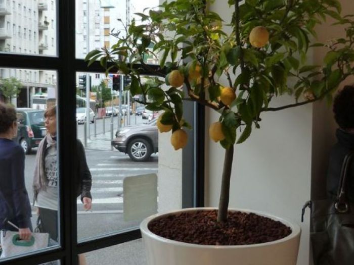 Archisio - Andrea Pontoglio - Progetto Gelateria la romana brescia