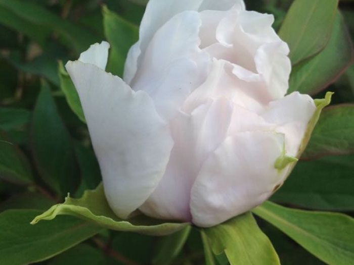 Archisio - Carlo Maria Maggia - Progetto Giardini