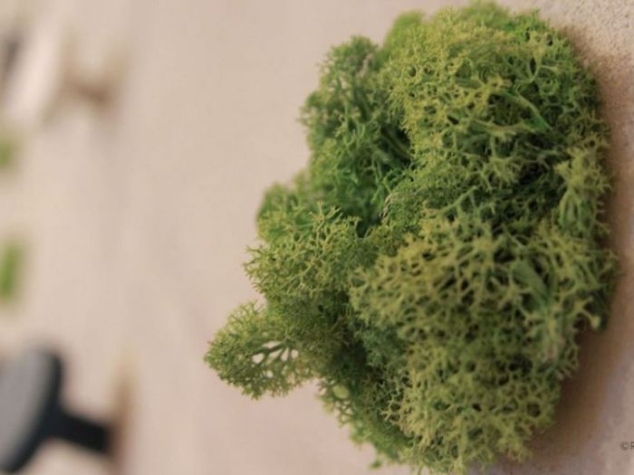 Archisio - Pedone Working - Progetto Verde matematico