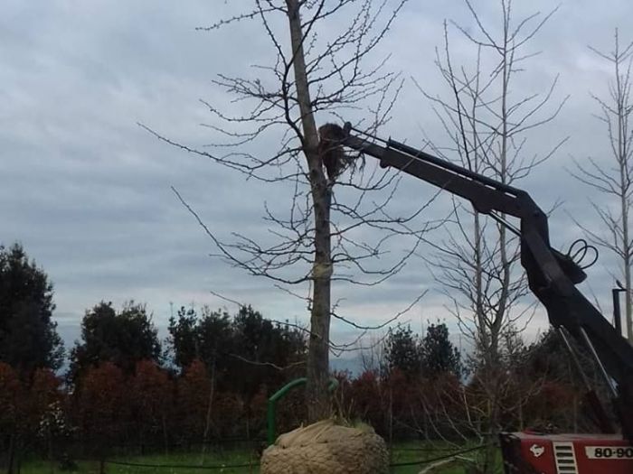Archisio - Robi Bonaita Alessio Bonaita Fabiano Bonaita - Progetto Le nostre piante