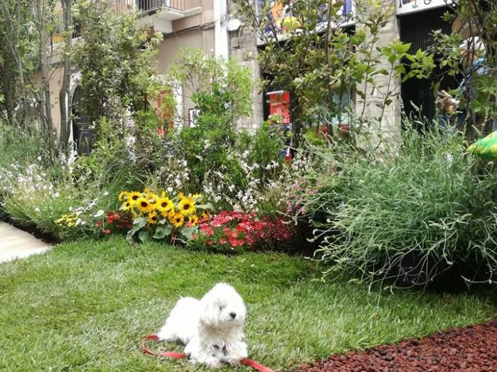 Archisio - Anna Claudia Bufo - Progetto Primavera mediterranea 2018