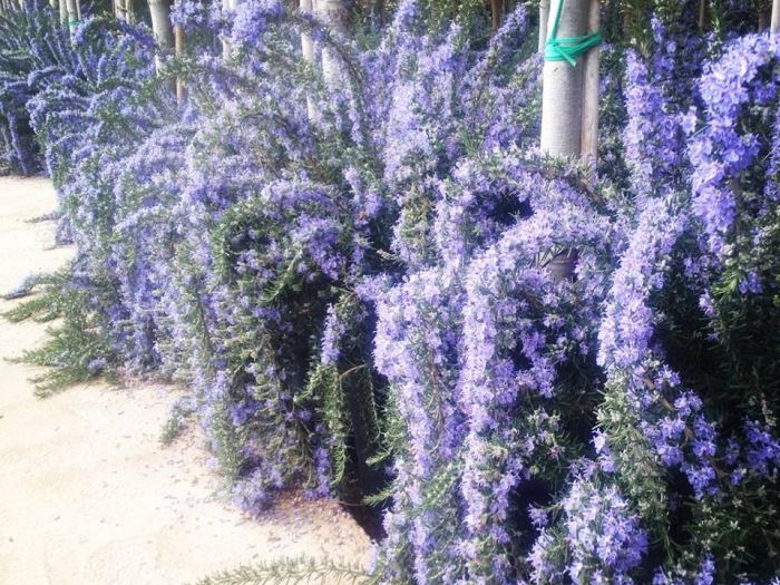 Archisio - Vivai Cantatore - Progetto Piante